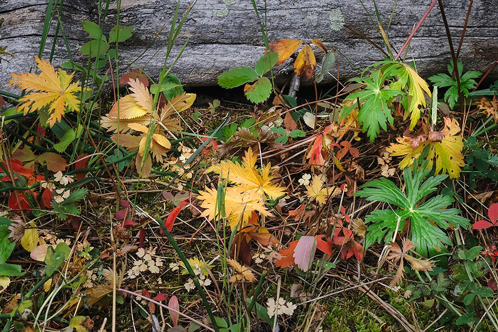 Wild strawberry on forest floor in autumn-Yellowstone National Park-Wyoming art print by Adam Jones for $57.95 CAD