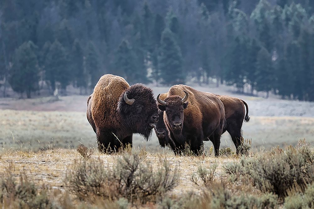 American Bison Yellowstone National Park-Wyoming art print by Adam Jones for $57.95 CAD