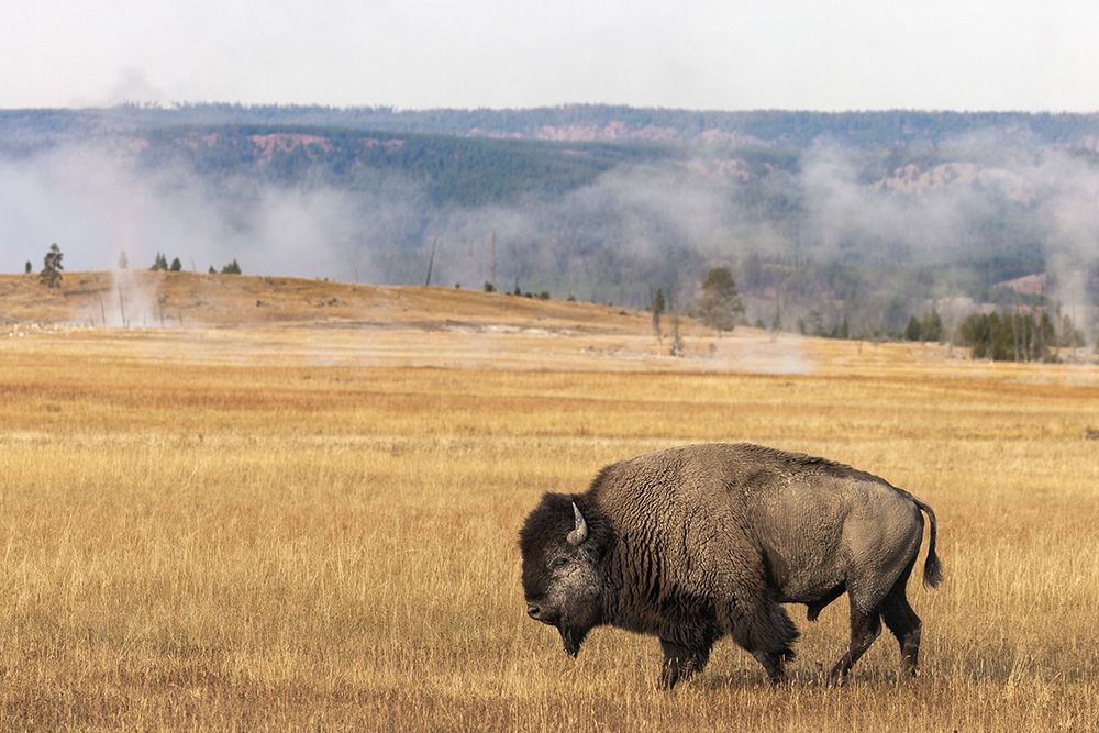 American Bison Yellowstone National Park-Wyoming art print by Adam Jones for $57.95 CAD