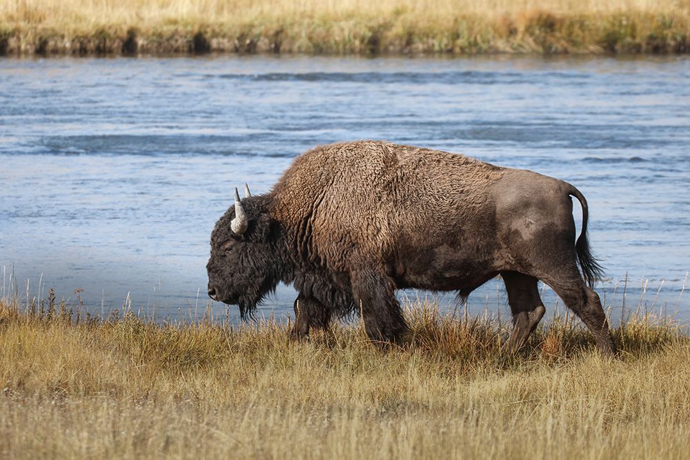American Bison Yellowstone National Park-Wyoming art print by Adam Jones for $57.95 CAD
