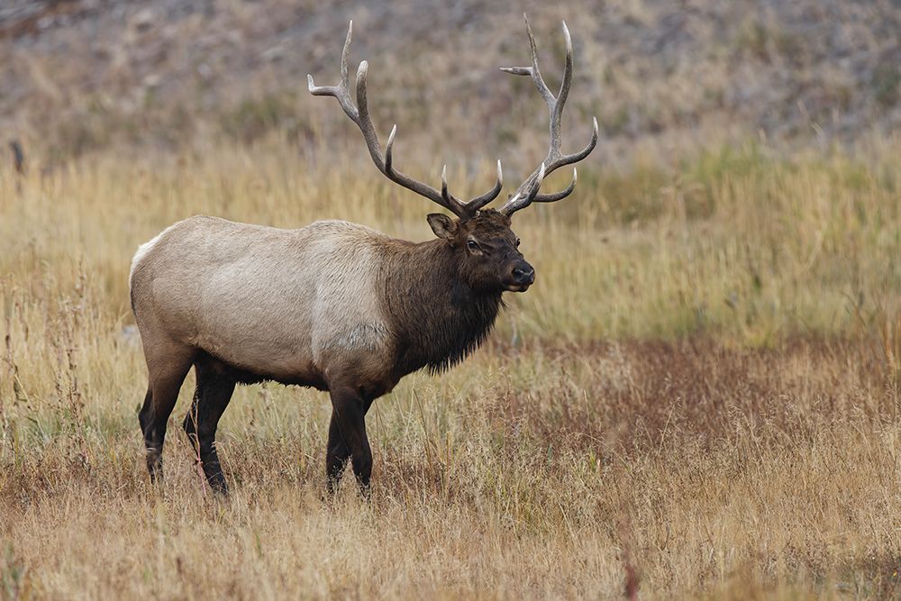 Bull elk or wapiti in meadow-Yellowstone National Park-Wyoming art print by Adam Jones for $57.95 CAD