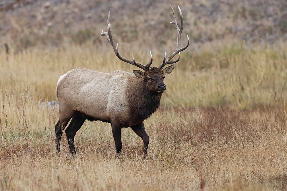 Bull elk or wapiti in meadow-Yellowstone National Park-Wyoming art print by Adam Jones for $57.95 CAD