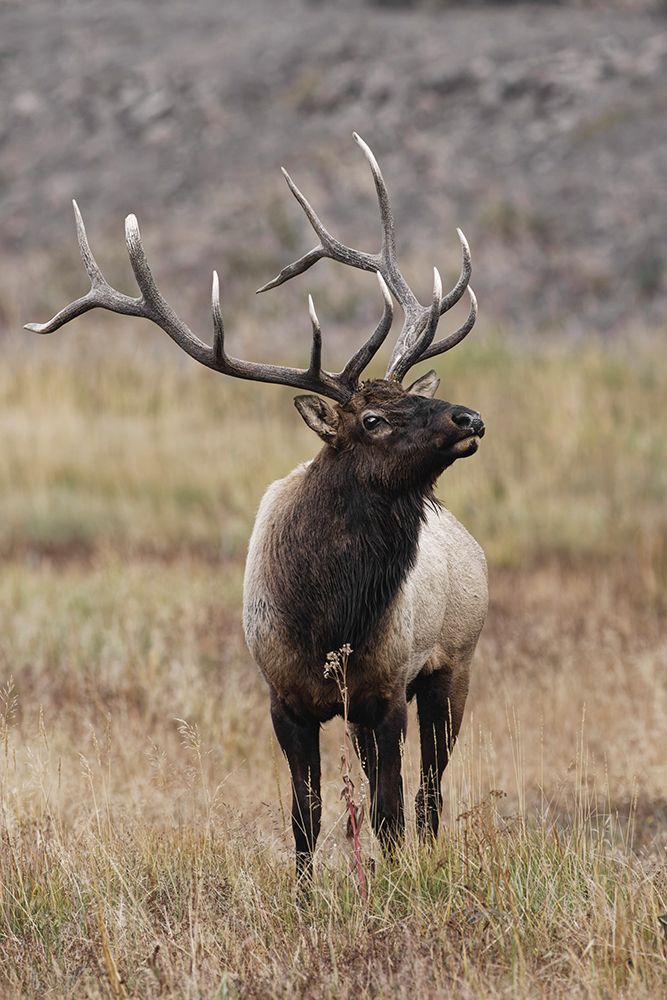 Bull elk or wapiti in meadow-Yellowstone National Park-Wyoming art print by Adam Jones for $57.95 CAD