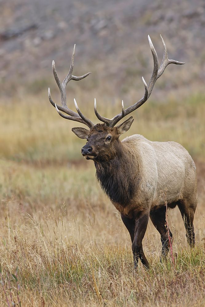 Bull elk or wapiti in meadow-Yellowstone National Park-Wyoming art print by Adam Jones for $57.95 CAD