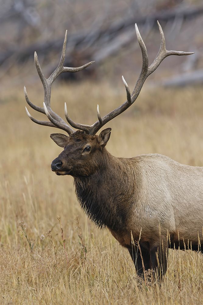 Bull elk or wapiti in meadow-Yellowstone National Park-Wyoming art print by Adam Jones for $57.95 CAD