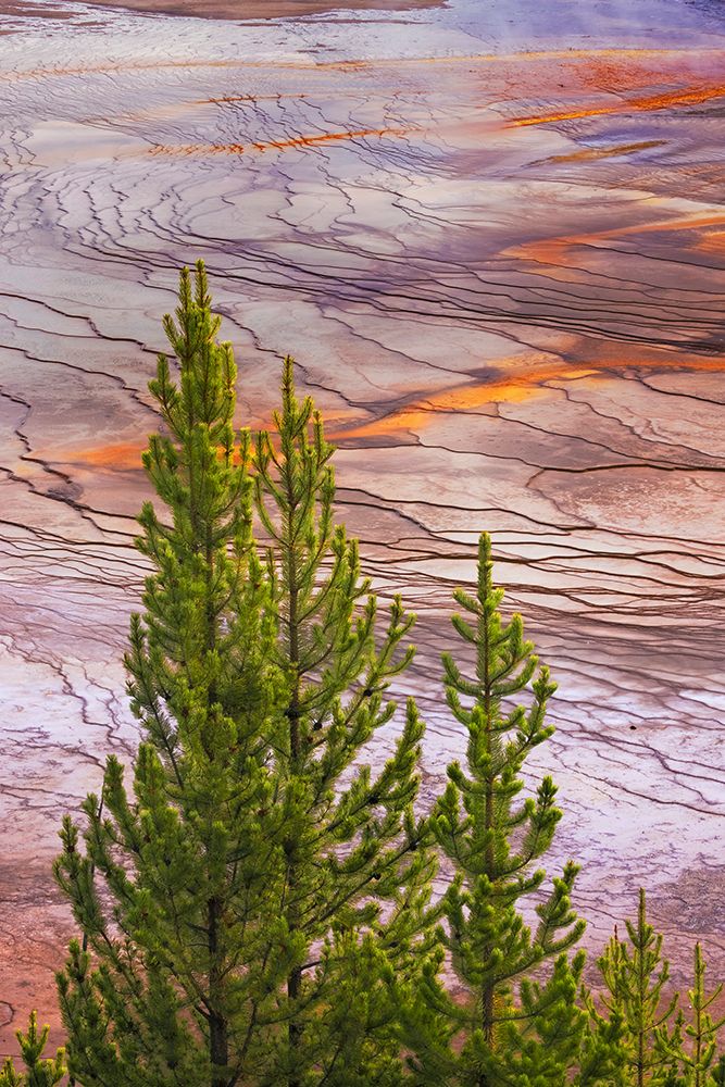 Elevated view of Grand Prismatic spring and colorful bacterial mat-Yellowstone National Park art print by Adam Jones for $57.95 CAD