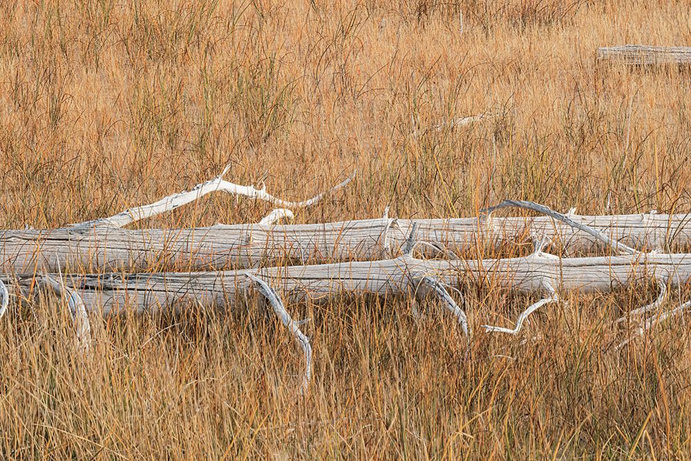 Fallen calcified trees near Grand Prismatic spring-Yellowstone National Park-Wyoming art print by Adam Jones for $57.95 CAD