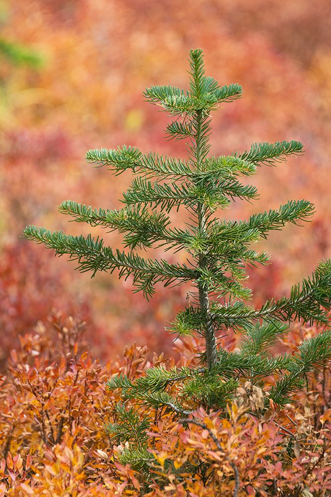 Blueberry leaves in autumn red coloration-Yellowstone National Park-Wyoming art print by Adam Jones for $57.95 CAD