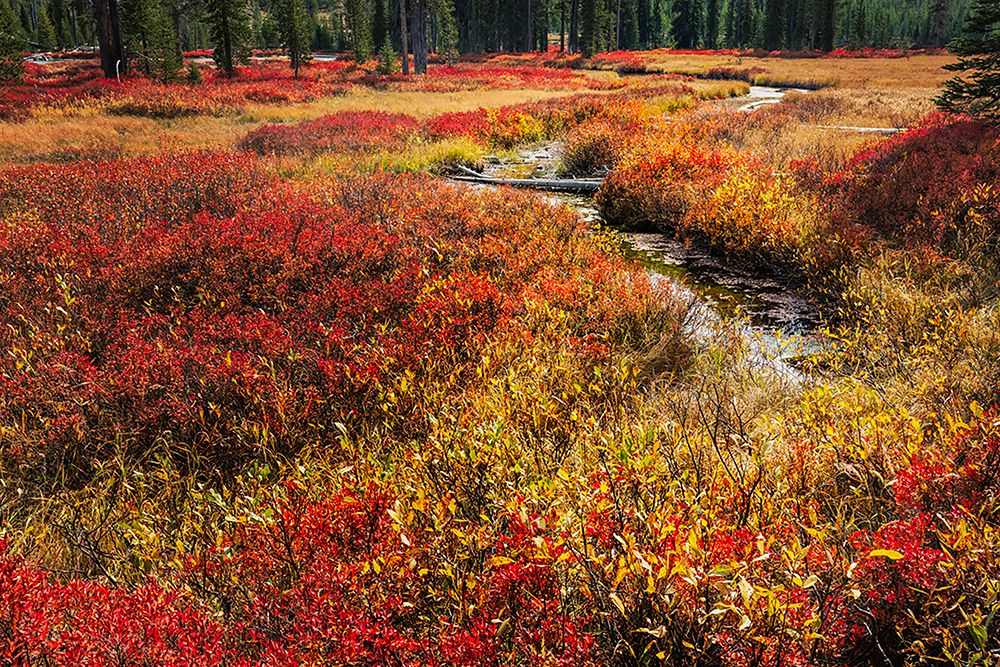 Blueberry leaves in autumn red coloration-Yellowstone National Park-Wyoming art print by Adam Jones for $57.95 CAD