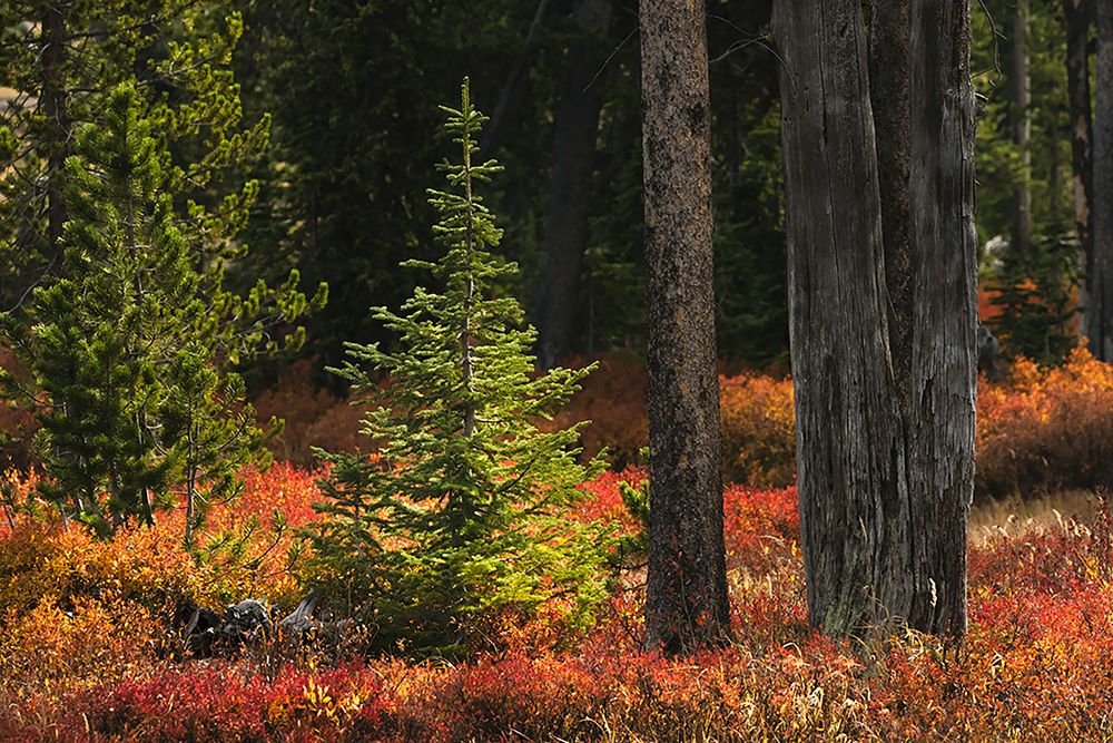 Blueberry leaves in autumn red coloration-Yellowstone National Park-Wyoming art print by Adam Jones for $57.95 CAD