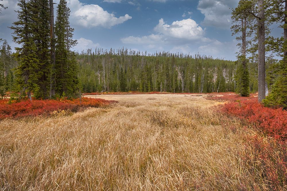 Blueberry leaves in autumn red coloration-Yellowstone National Park-Wyoming art print by Adam Jones for $57.95 CAD