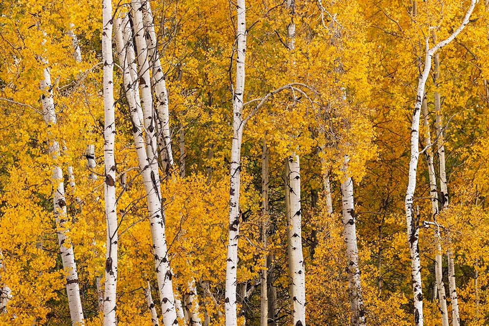 Pattern of white tree trunks among golden aspen leaves-Grand Teton National Park-Wyoming art print by Adam Jones for $57.95 CAD