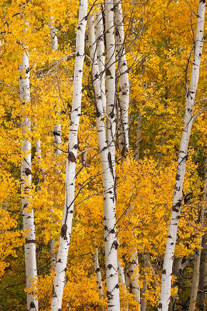 Pattern of white tree trunks among golden aspen leaves-Grand Teton National Park-Wyoming art print by Adam Jones for $57.95 CAD