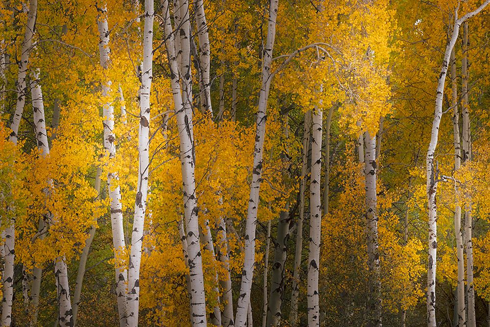 Pattern of white tree trunks among golden aspen leaves-Grand Teton National Park-Wyoming art print by Adam Jones for $57.95 CAD