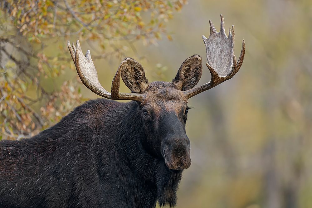 Bull moose-Grand Teton National Park-Wyoming art print by Adam Jones for $57.95 CAD