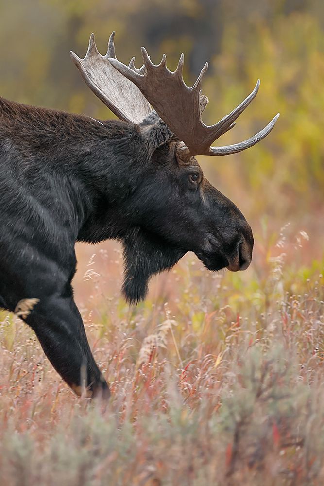 Bull moose-Grand Teton National Park-Wyoming art print by Adam Jones for $57.95 CAD