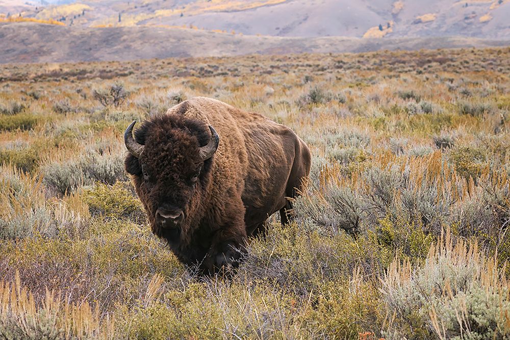 American Bison in sagebrush meadow Grand Teton National Park art print by Adam Jones for $57.95 CAD