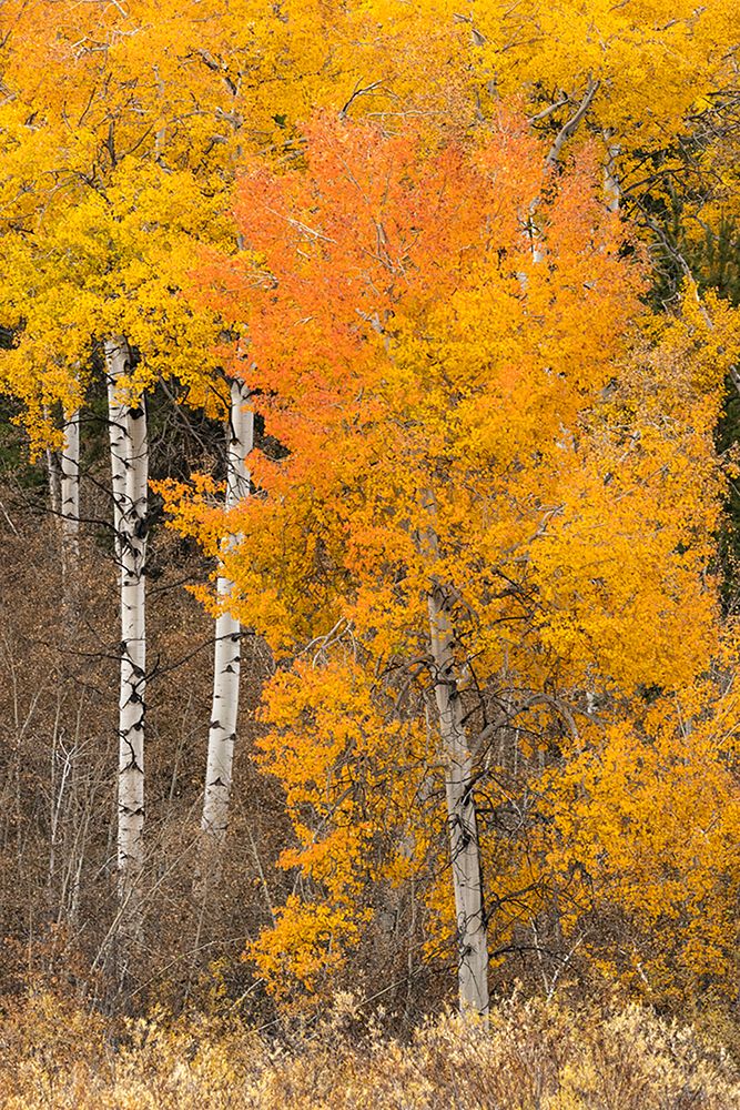 Autumn view of willows and aspen trees along shoreline of Two Ocean Lake-Grand Teton National Park art print by Adam Jones for $57.95 CAD