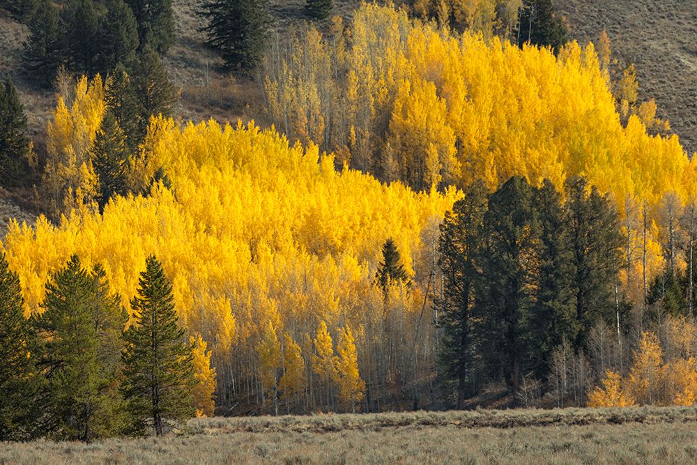Autumn view of willows along shoreline of Two Ocean Lake-Grand Teton National Park-Wyoming art print by Adam Jones for $57.95 CAD