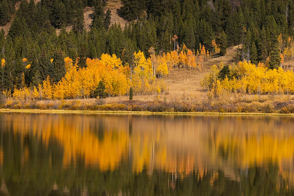 Autumn view of willows and aspen trees along shoreline of Two Ocean Lake-Grand Teton National Park art print by Adam Jones for $57.95 CAD
