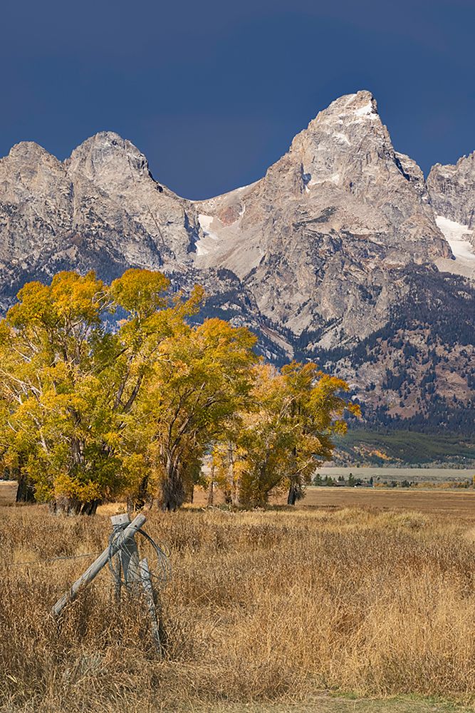 Fencepost-cottonwood trees and Teton Range in autumn-Grand Teton National Park-Wyoming art print by Adam Jones for $57.95 CAD