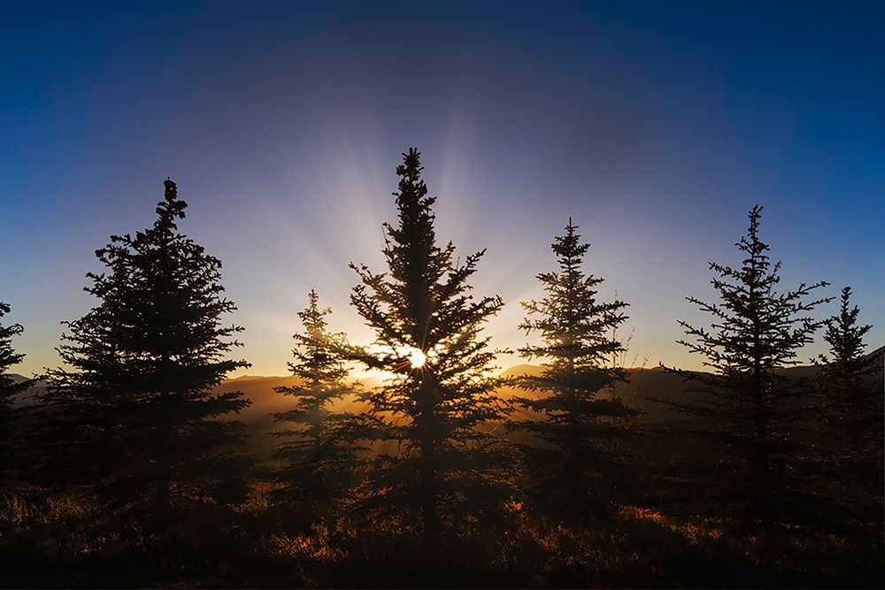Pine trees silhouetted at sunset-Grand Teton National Park-Wyoming art print by Adam Jones for $57.95 CAD