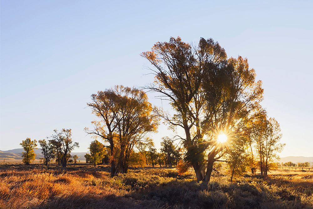 Sunrise through cottonwood trees-Grand Teton National Park-Wyoming art print by Adam Jones for $57.95 CAD