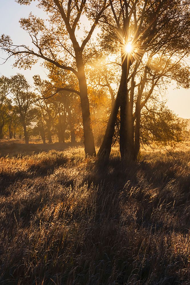 Sunrise through cottonwood trees-Grand Teton National Park-Wyoming art print by Adam Jones for $57.95 CAD