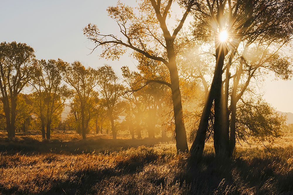 Sunrise through cottonwood trees-Grand Teton National Park-Wyoming art print by Adam Jones for $57.95 CAD