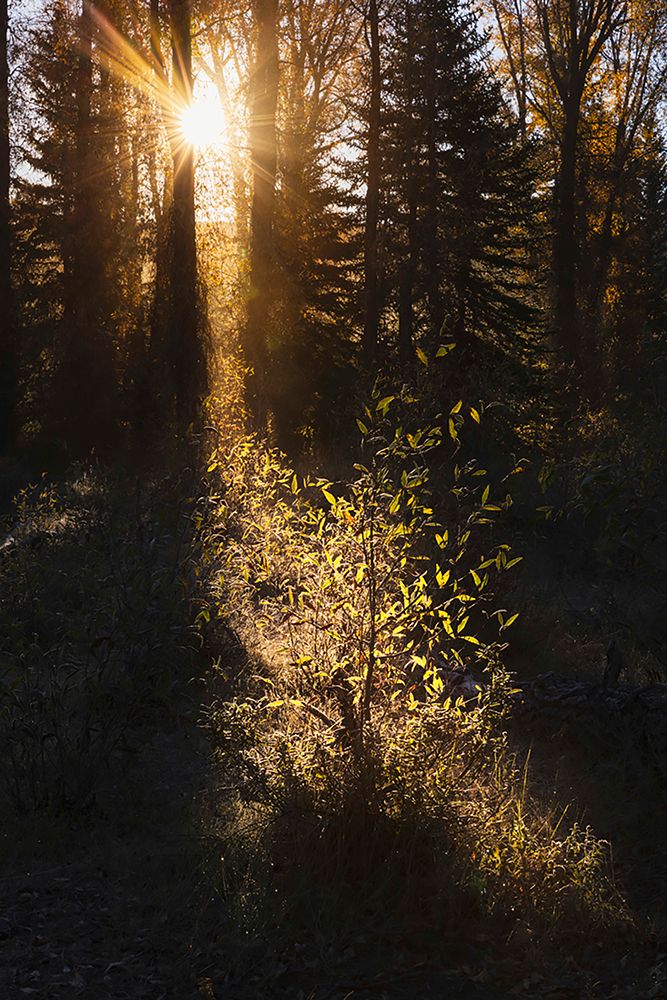 Sunrise through cottonwood trees-Grand Teton National Park-Wyoming art print by Adam Jones for $57.95 CAD