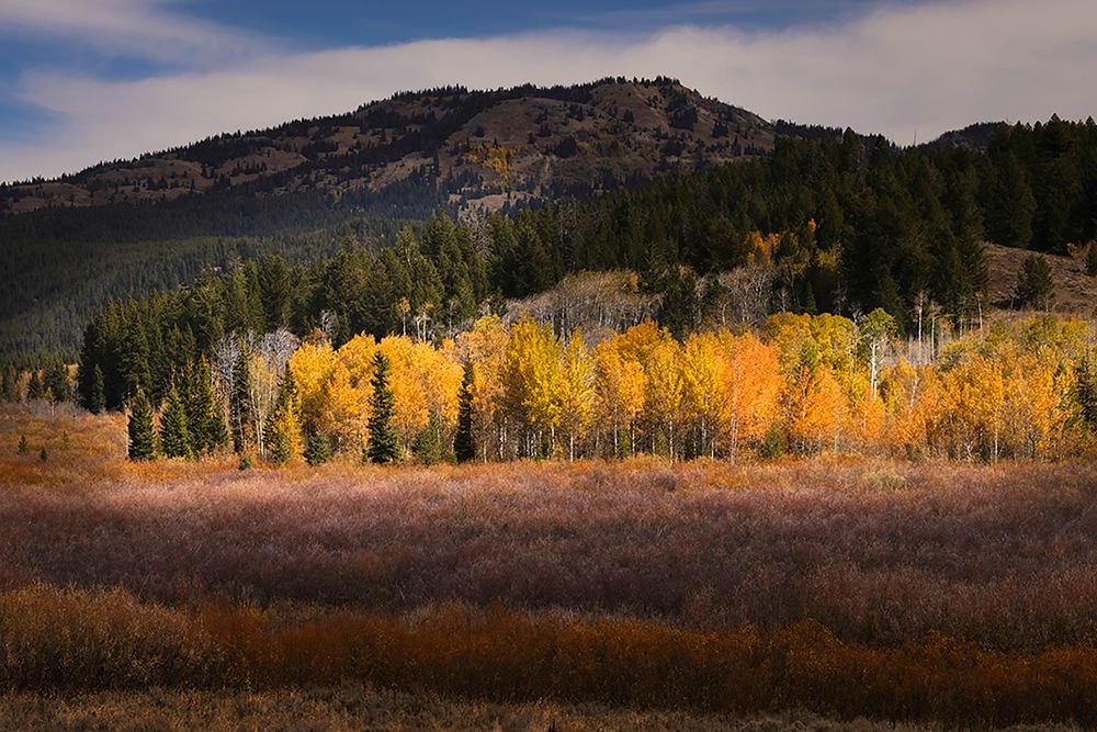 Autumn view of willows and aspen groves-Grand Teton National Park-Wyoming art print by Adam Jones for $57.95 CAD