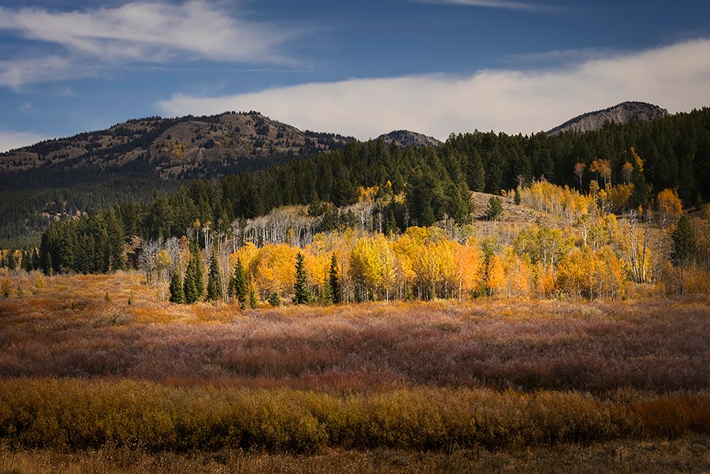 Autumn view of willows and aspen groves-Grand Teton National Park-Wyoming art print by Adam Jones for $57.95 CAD