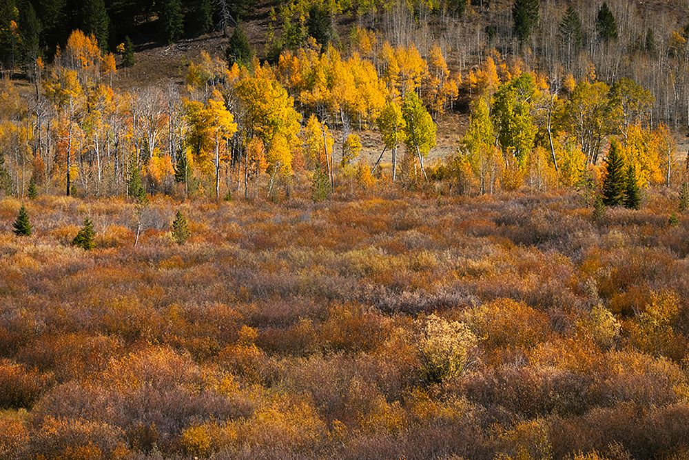 Autumn view of willows and aspen groves-Grand Teton National Park-Wyoming art print by Adam Jones for $57.95 CAD