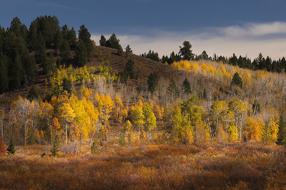 Autumn view of willows and aspen groves-Grand Teton National Park-Wyoming art print by Adam Jones for $57.95 CAD