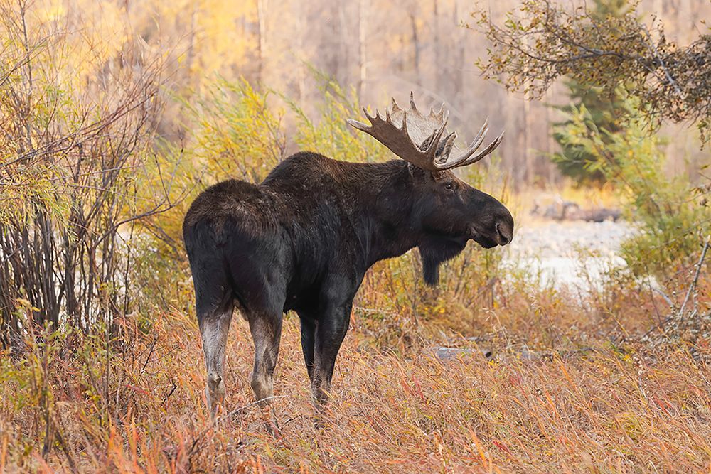 Bull moose in autumn-Grand Teton National Park-Wyoming art print by Adam Jones for $57.95 CAD