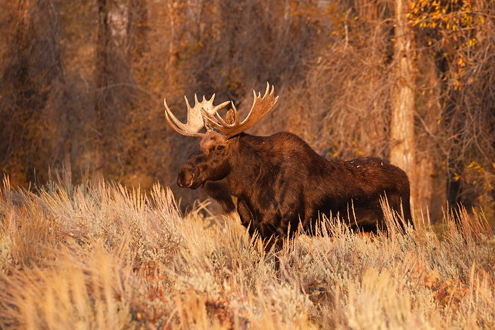 Bull moose in autumn-Grand Teton National Park-Wyoming art print by Adam Jones for $57.95 CAD