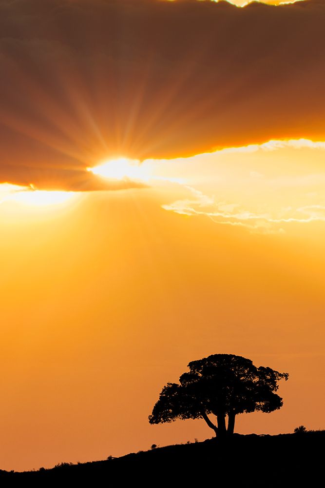Single tree silhouetted at sunrise-Yellowstone National Park-Wyoming art print by Adam Jones for $57.95 CAD