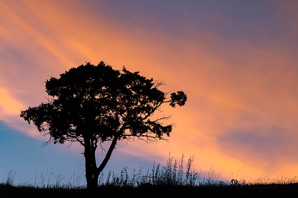 Single tree silhouetted at sunrise-Yellowstone National Park-Wyoming art print by Adam Jones for $57.95 CAD