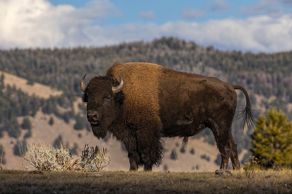 American Bison Yellowstone National Park-Wyoming art print by Adam Jones for $57.95 CAD