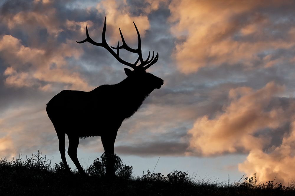 Bull elk or wapiti silhouetted at sunrise on ridge-Yellowstone National Park-Wyoming art print by Adam Jones for $57.95 CAD