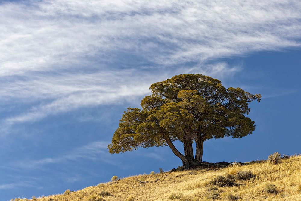 Single cedar tree on ridge top-Yellowstone National Park-Wyoming art print by Adam Jones for $57.95 CAD