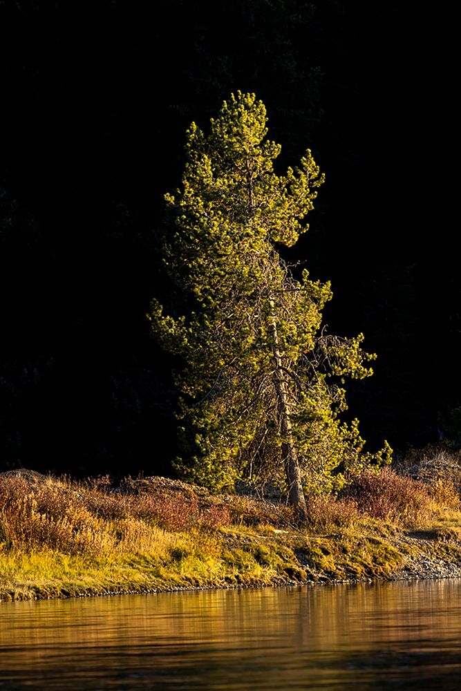 Tree on shoreline of Snake River at sunset-Grand Teton National Park-Wyoming art print by Adam Jones for $57.95 CAD