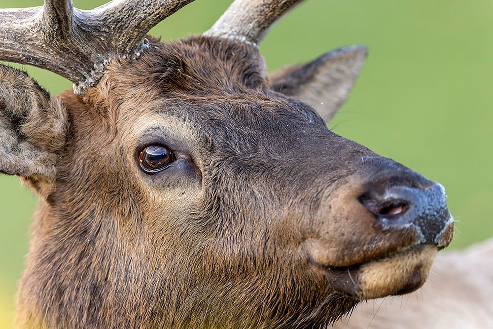 Bull elk or wapiti-Yellowstone National Park-Wyoming art print by Adam Jones for $57.95 CAD
