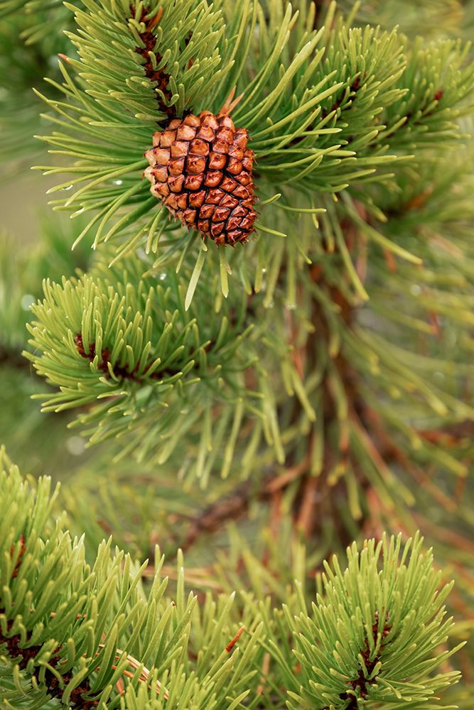 Lodgepole pine and pinecone-Yellowstone National Park-Wyoming art print by Adam Jones for $57.95 CAD