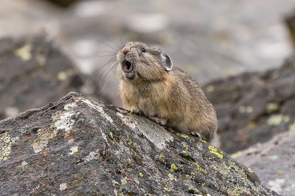 Pika-Ochotona princeps-Yellowstone National Park-Wyoming art print by Adam Jones for $57.95 CAD