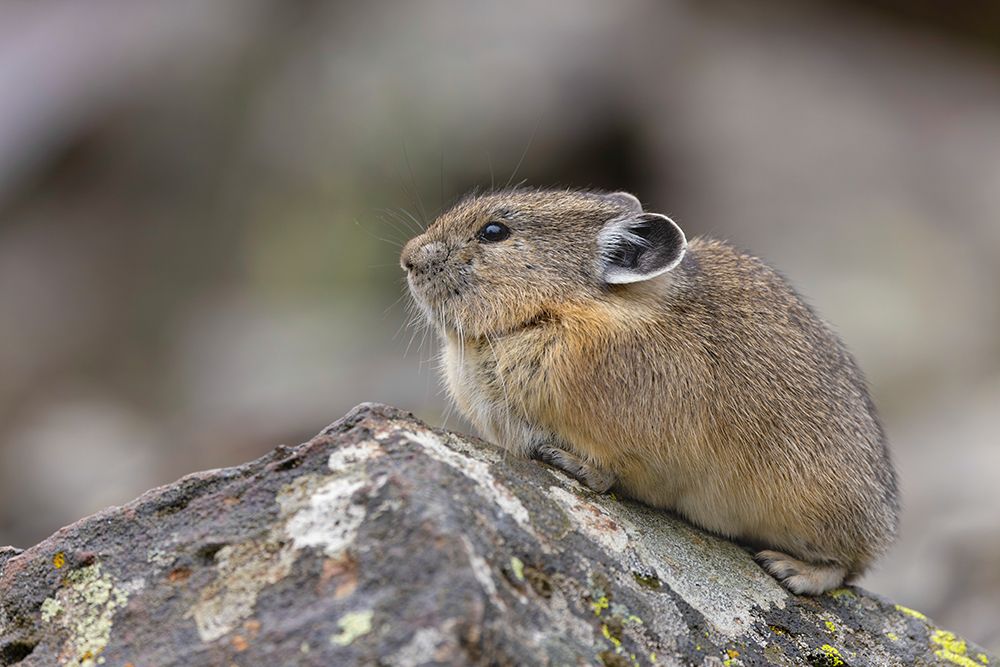 Pika-Ochotona princeps-Yellowstone National Park-Wyoming art print by Adam Jones for $57.95 CAD