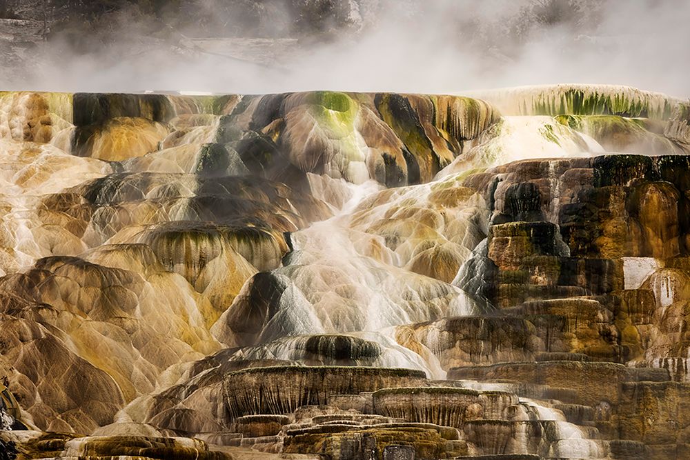 Colorful travertine slope with yellow and brown cyanobacteria-Mammoth Hot Springs art print by Adam Jones for $57.95 CAD