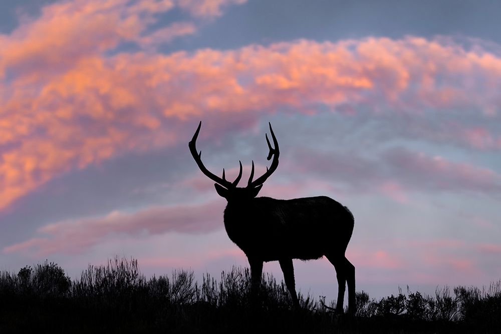 Bull elk or wapiti silhouetted on ridge top-Yellowstone National Park-Wyoming art print by Adam Jones for $57.95 CAD