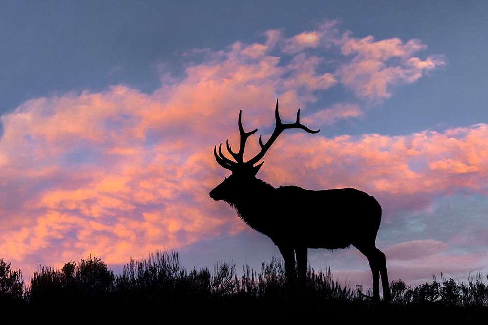 Bull elk or wapiti silhouetted on ridge top-Yellowstone National Park-Wyoming art print by Adam Jones for $57.95 CAD