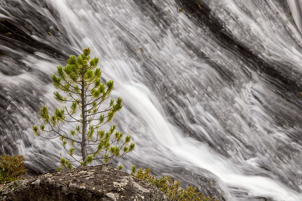 Small pine tree and Gibbon Falls-Yellowstone National Park-Wyoming art print by Adam Jones for $57.95 CAD